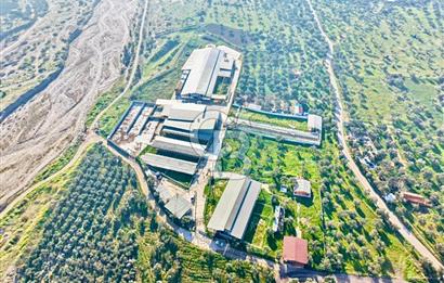 Bayındır Yakapınar'da Satılık Büyükbaş Hayvan Çiftliği