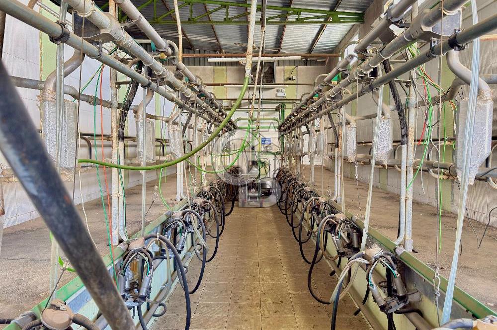 Bayındır Yakapınar'da Satılık Büyükbaş Hayvan Çiftliği