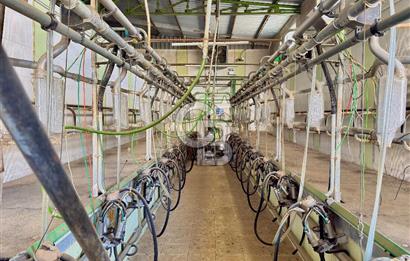 Bayındır Yakapınar'da Satılık Büyükbaş Hayvan Çiftliği