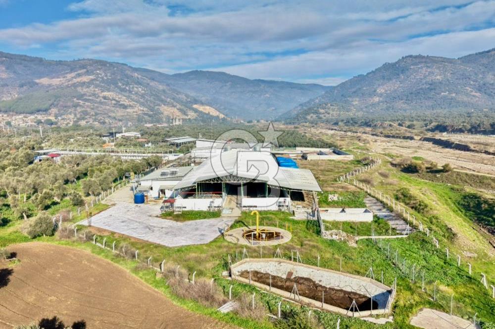 Bayındır Yakapınar'da Satılık Büyükbaş Hayvan Çiftliği