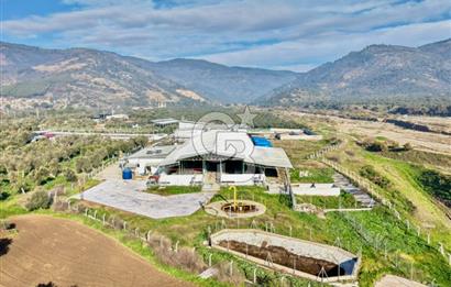 Bayındır Yakapınar'da Satılık Büyükbaş Hayvan Çiftliği