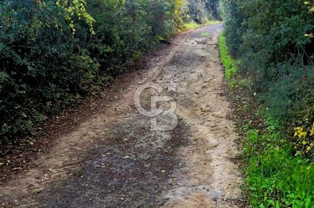 Yeşil Biga’da Resmi Yola Cepheli 3750 m² Gölet Yakınında Yatırımlık Tarla