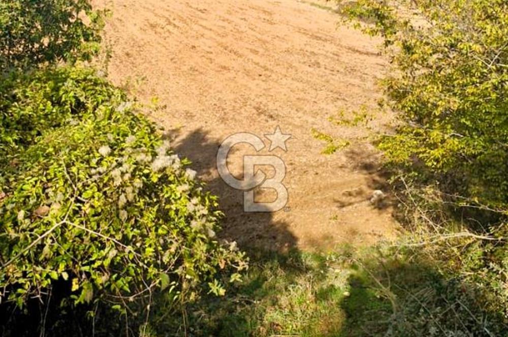 Yeşil Biga’da Resmi Yola Cepheli 3750 m² Gölet Yakınında Yatırımlık Tarla