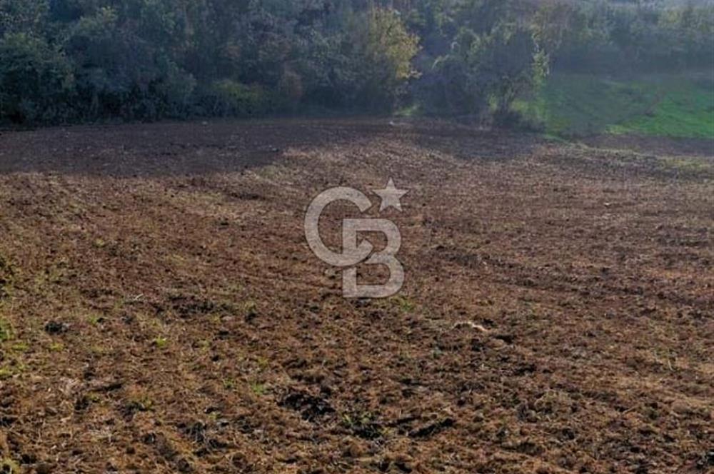 Yeşil Biga’da Resmi Yola Cepheli 3750 m² Gölet Yakınında Yatırımlık Tarla