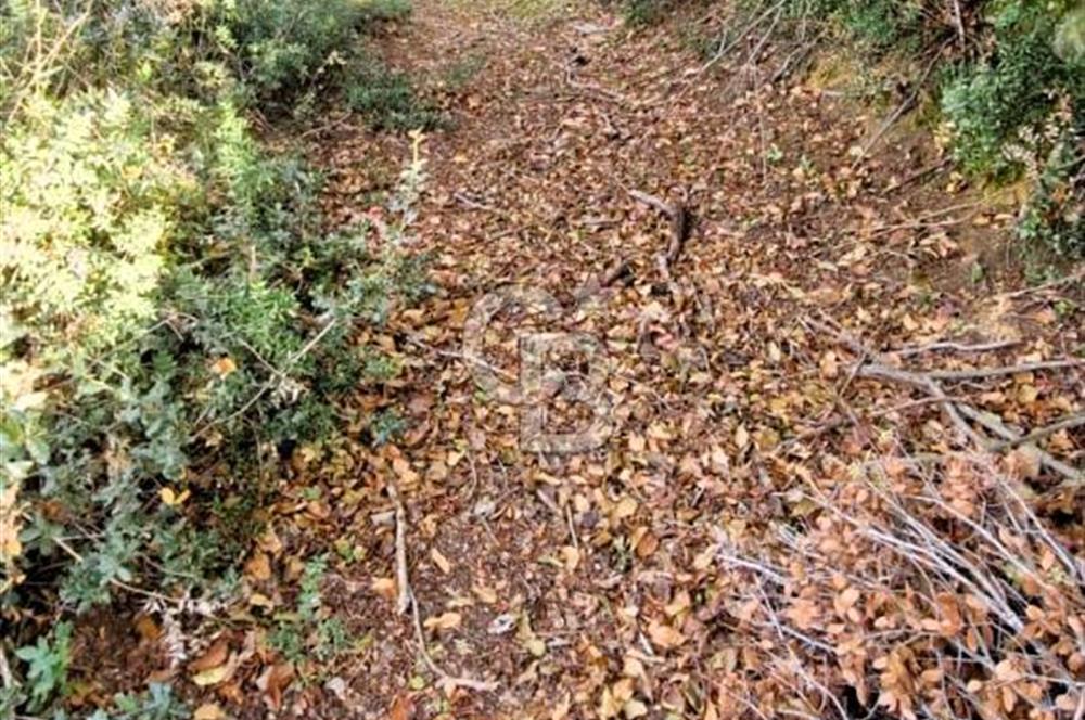 Yeşil Biga’da Resmi Yola Cepheli 3750 m² Gölet Yakınında Yatırımlık Tarla