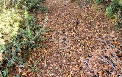 Yeşil Biga’da Resmi Yola Cepheli 3750 m² Gölet Yakınında Yatırımlık Tarla