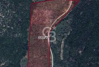 Torbalı Ahmetli de Satılık 12 .275 Dönüm Verimli Zeytinlik - 1 - 326605