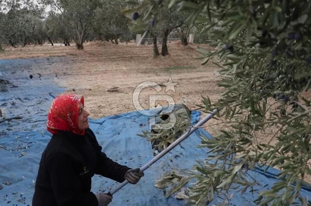 Torbalı Ahmetli de Satılık 12 .275 Dönüm Verimli Zeytinlik