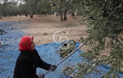 Torbalı Ahmetli de Satılık 12 .275 Dönüm Verimli Zeytinlik