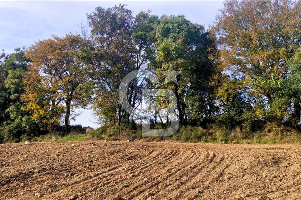 Yeşil Biga’da Resmi Yola Cepheli 3750 m² Gölet Yakınında Yatırımlık Tarla