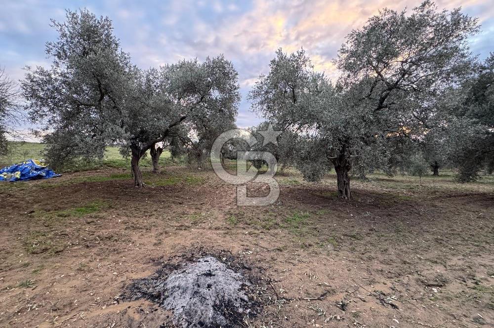 Bayındır Yeşilova 4.850bm2 Yola Cepheli Zeytinlik