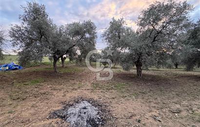 Bayındır Yeşilova 4.850bm2 Yola Cepheli Zeytinlik
