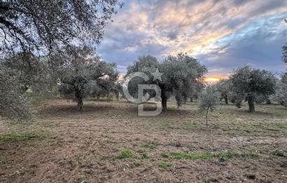 Bayındır Yeşilova 4.850bm2 Yola Cepheli Zeytinlik