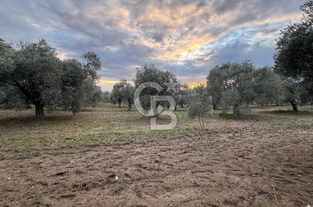 Bayındır Yeşilova 4.850bm2 Yola Cepheli Zeytinlik