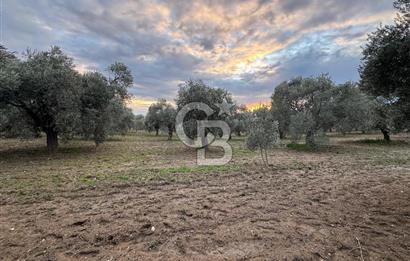 Bayındır Yeşilova 4.850bm2 Yola Cepheli Zeytinlik