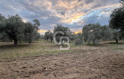 Bayındır Yeşilova 4.850bm2 Yola Cepheli Zeytinlik