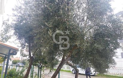 Balıkesir Ayvalık Küçükköy mah Sarımsaklı satılık 1+1 bahçe katı