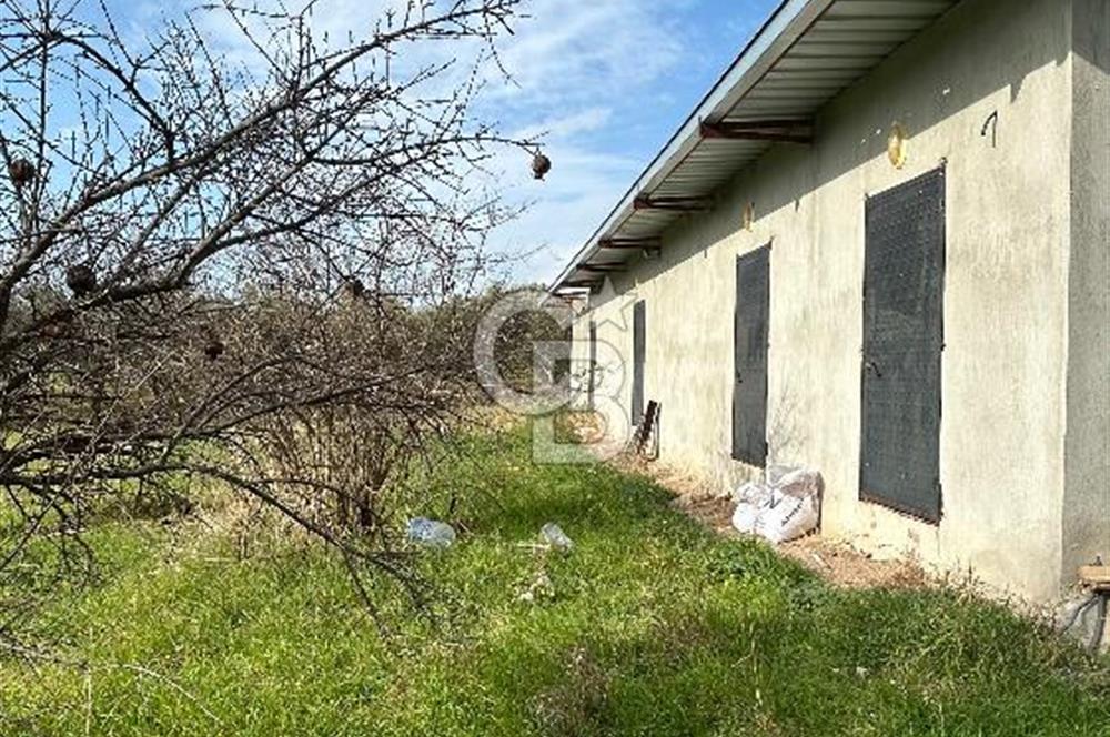 Torbalı Demirci’de köy merkezine yakın 5.930 m2 zeytinli tarla 