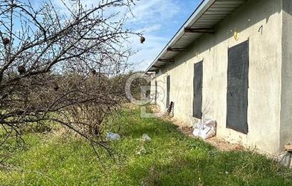 Torbalı Demirci’de köy merkezine yakın 5.930 m2 zeytinli tarla 