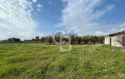 Torbalı Demirci’de köy merkezine yakın 5.930 m2 zeytinli tarla 