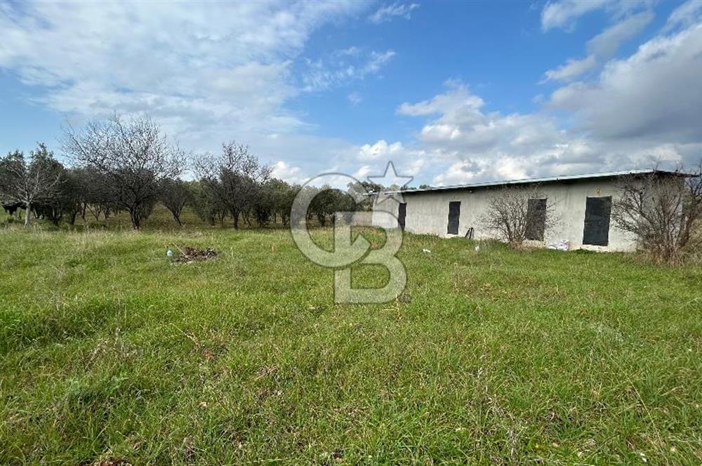 Torbalı Demirci’de köy merkezine yakın 5.930 m2 zeytinli tarla 