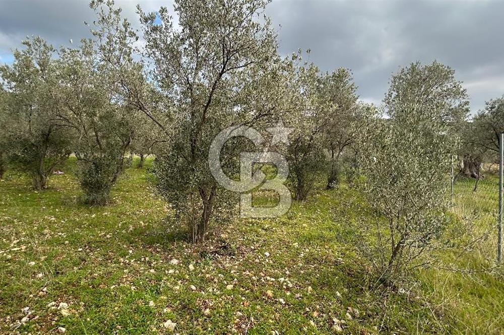 Torbalı Demirci’de köy merkezine yakın 5.930 m2 zeytinli tarla 