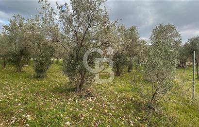 Torbalı Demirci’de köy merkezine yakın 5.930 m2 zeytinli tarla 