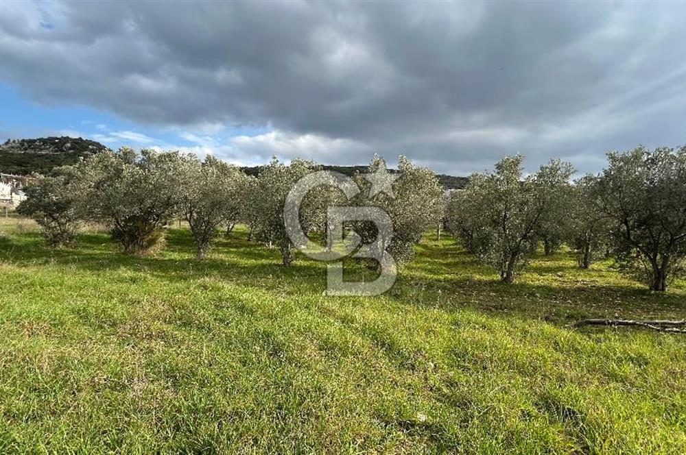 Torbalı Demirci’de köy merkezine yakın 5.930 m2 zeytinli tarla 