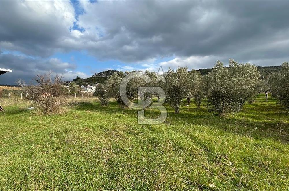 Torbalı Demirci’de köy merkezine yakın 5.930 m2 zeytinli tarla 