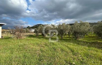 Torbalı Demirci’de köy merkezine yakın 5.930 m2 zeytinli tarla 