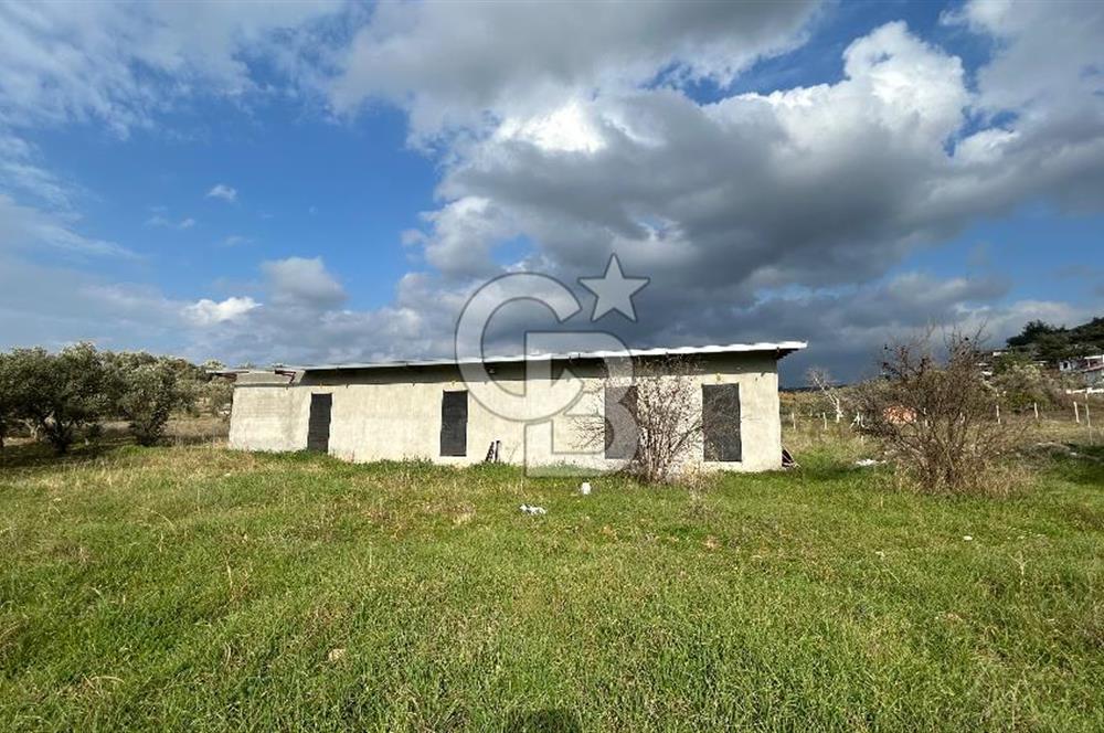 Torbalı Demirci’de köy merkezine yakın 5.930 m2 zeytinli tarla 