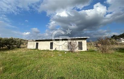 Torbalı Demirci’de köy merkezine yakın 5.930 m2 zeytinli tarla 