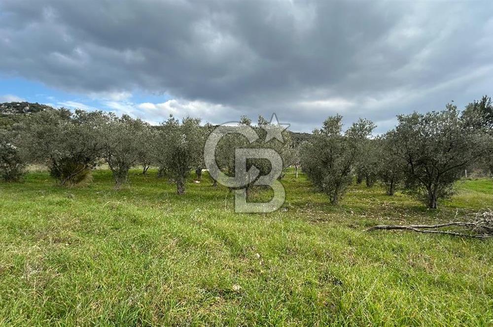 Torbalı Demirci’de köy merkezine yakın 5.930 m2 zeytinli tarla 