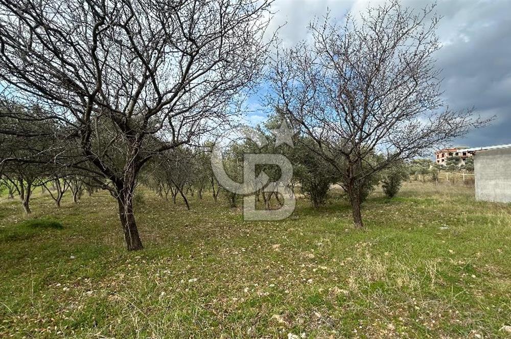 Torbalı Demirci’de köy merkezine yakın 5.930 m2 zeytinli tarla 