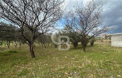 Torbalı Demirci’de köy merkezine yakın 5.930 m2 zeytinli tarla 