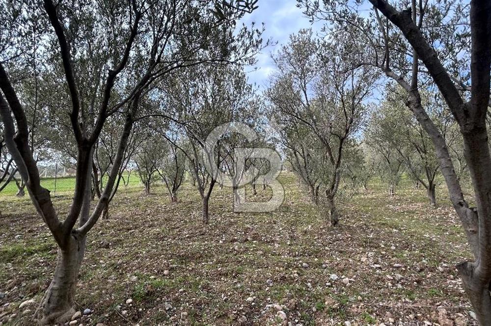 Torbalı Demirci’de köy merkezine yakın 5.930 m2 zeytinli tarla 