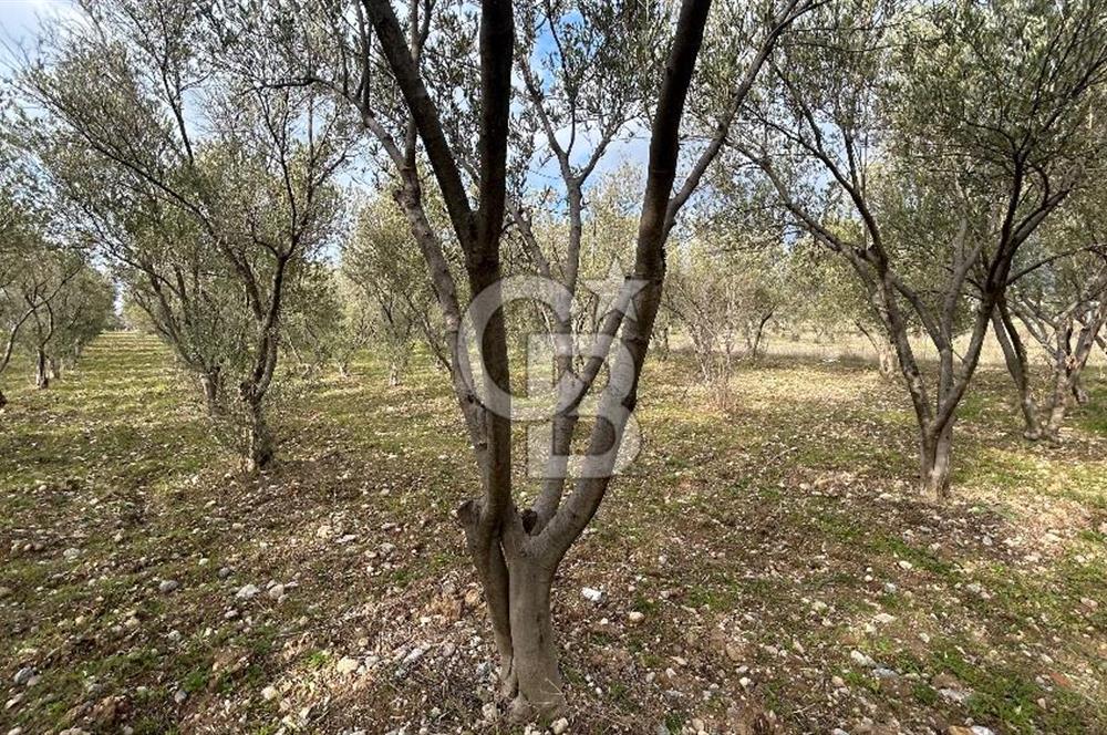 Torbalı Demirci’de köy merkezine yakın 5.930 m2 zeytinli tarla 