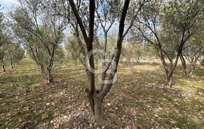 Torbalı Demirci’de köy merkezine yakın 5.930 m2 zeytinli tarla 