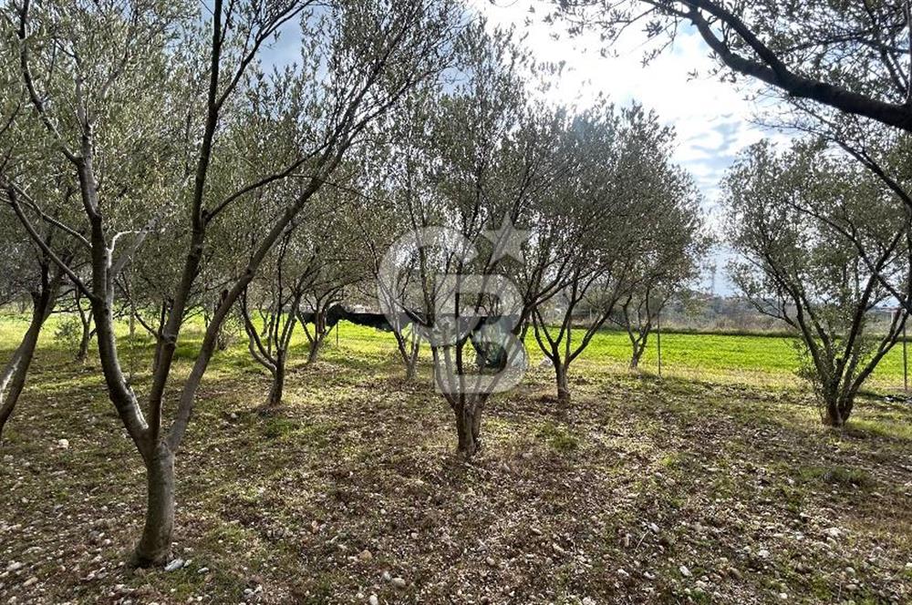 Torbalı Demirci’de köy merkezine yakın 5.930 m2 zeytinli tarla 