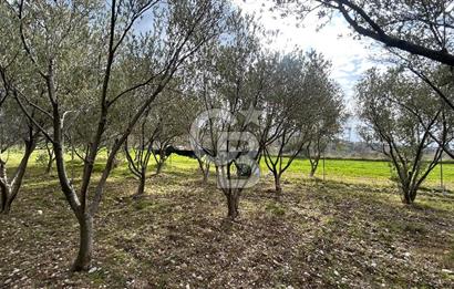 Torbalı Demirci’de köy merkezine yakın 5.930 m2 zeytinli tarla 