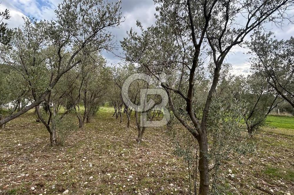 Torbalı Demirci’de köy merkezine yakın 5.930 m2 zeytinli tarla 