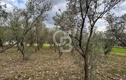 Torbalı Demirci’de köy merkezine yakın 5.930 m2 zeytinli tarla 