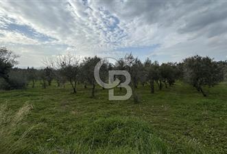 Torbalı Demirci’de köy merkezine yakın 5.930 m2 zeytinli tarla  - 1 - 326705