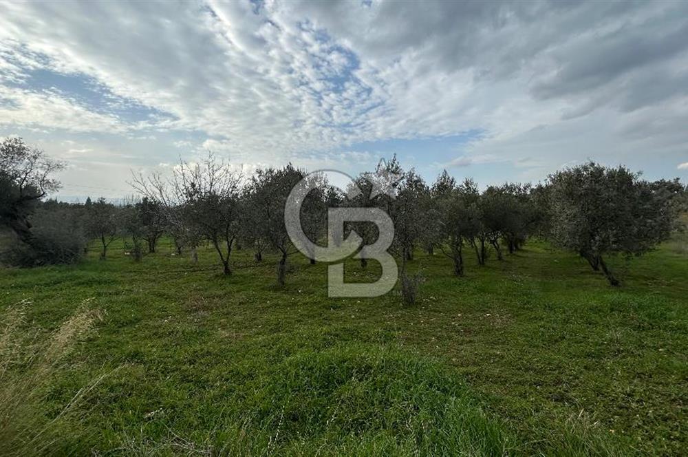 Torbalı Demirci’de köy merkezine yakın 5.930 m2 zeytinli tarla 