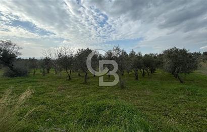 Torbalı Demirci’de köy merkezine yakın 5.930 m2 zeytinli tarla 