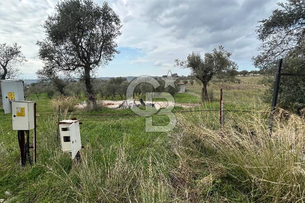 Torbalı Demirci’de köy merkezine yakın 5.930 m2 zeytinli tarla 