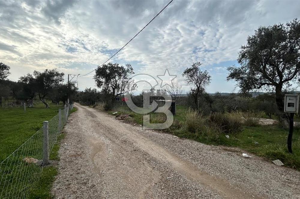 Torbalı Demirci’de köy merkezine yakın 5.930 m2 zeytinli tarla 