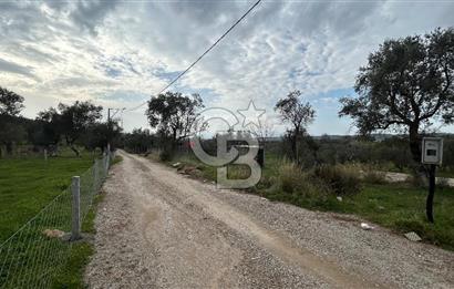 Torbalı Demirci’de köy merkezine yakın 5.930 m2 zeytinli tarla 