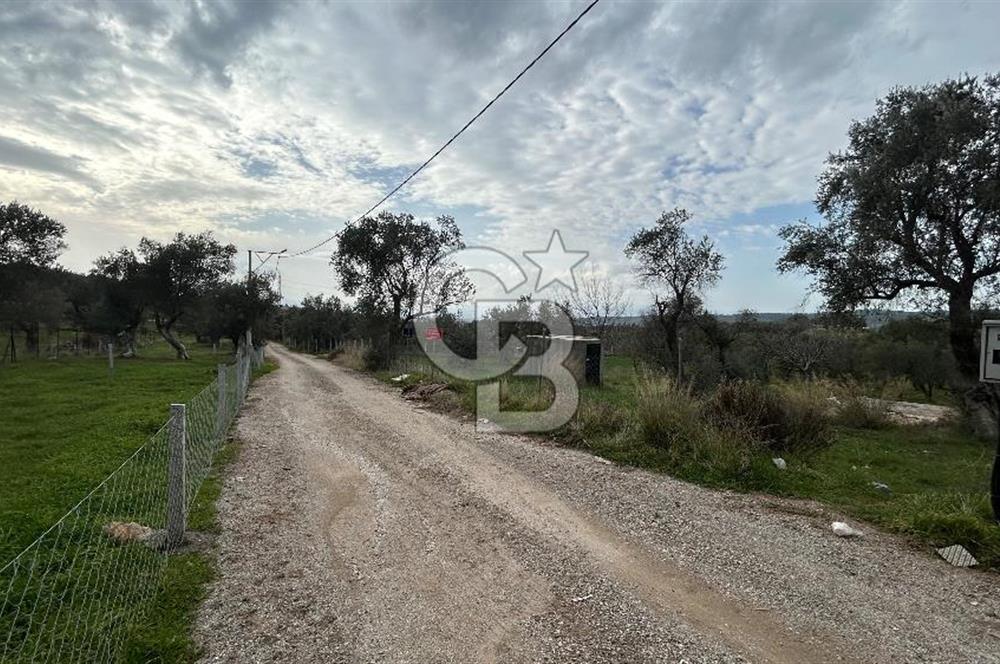 Torbalı Demirci’de köy merkezine yakın 5.930 m2 zeytinli tarla 