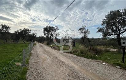 Torbalı Demirci’de köy merkezine yakın 5.930 m2 zeytinli tarla 